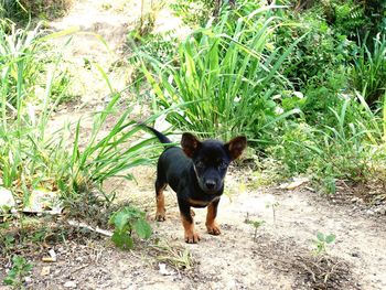 Portrait of black dog on land