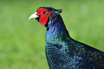 Close-up of a black pheasant 