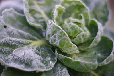 Close-up of fresh green leaves