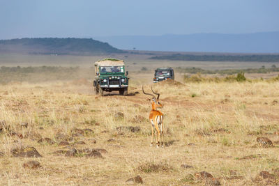 Impala and driving safari cars on the savannah in africa
