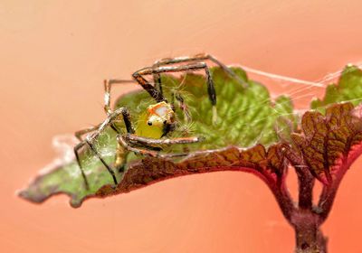Close-up of spider