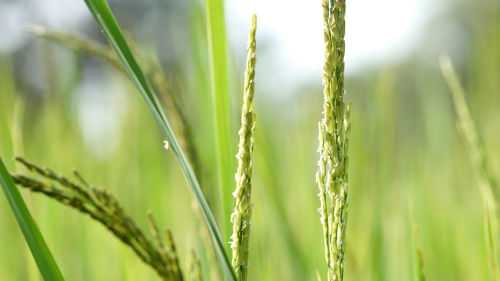 Close-up of wheat growing on field