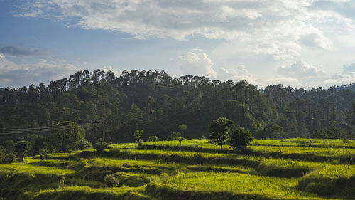 Scenic view of agricultural field against sky