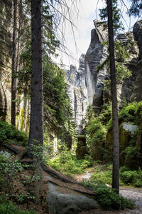 Trees in forest