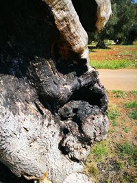 Close-up of tree trunk