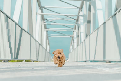Portrait of dog running on footbridge