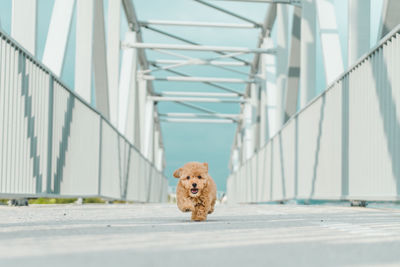 Portrait of a dog on the road