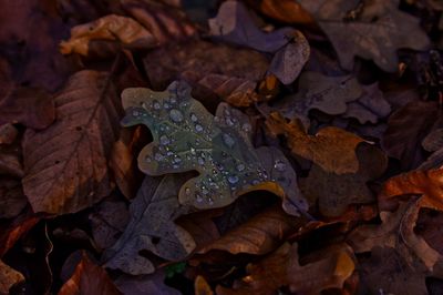 High angle view of maple leaves on field