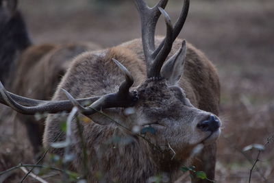 Deer in forest