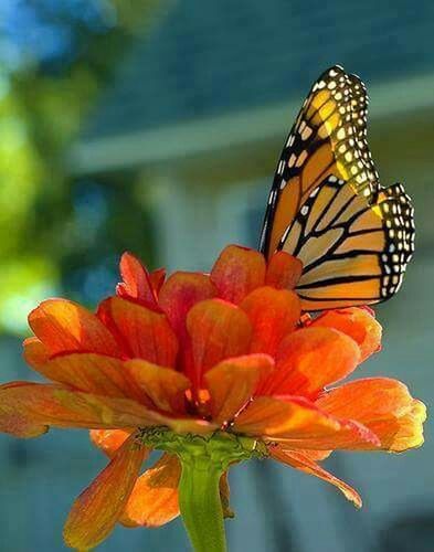 Mariposa en la naturaleza