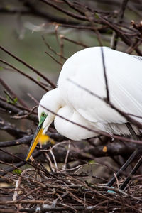 Close-up of a bird