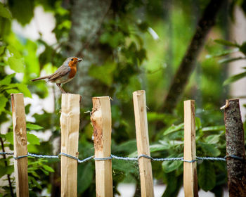 Close-up of bird perching on tree