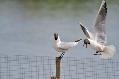 Seagulls flying against the sky