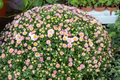 Close-up of colorful flowering plants