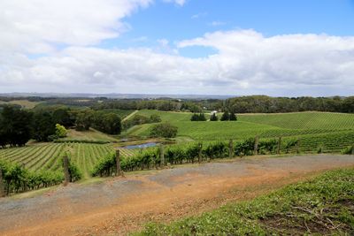 Scenic view of agricultural field against sky