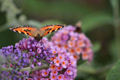 Close-up of butterfly pollinating on purple flower