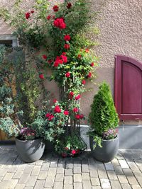 Potted plants against wall and house