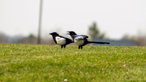 View of birds on grass