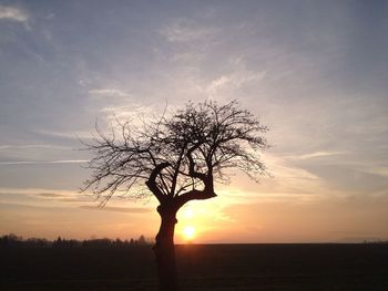 Silhouette of bare tree at sunset