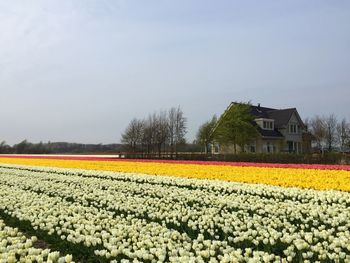 Scenic view of flowering field against sky