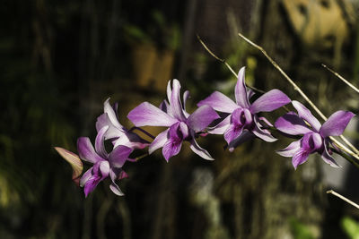 Close-up of purple flowering plant