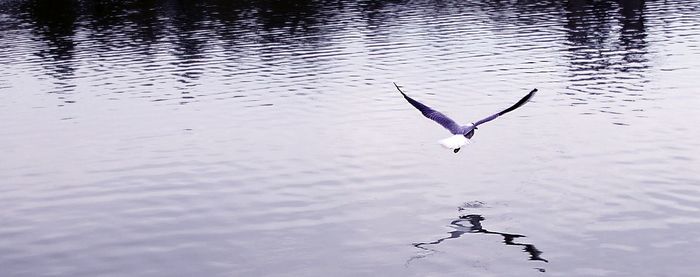 Birds flying over lake