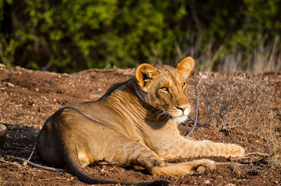 Cat resting on a land