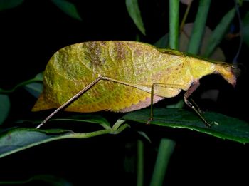 Close-up of insect on leaf