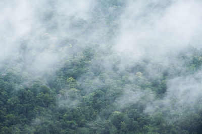 Scenic view of forest against sky during foggy weather