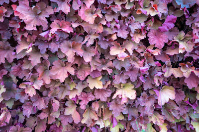 An outdoor wall of plants