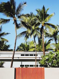 Low angle view of coconut palm tree against building