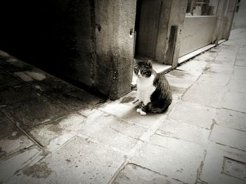 Cat sitting outdoors