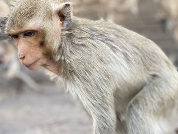 Close-up of monkey looking away