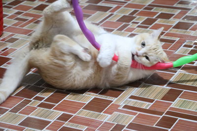 High angle view of cat relaxing on tiled floor