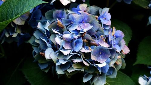 Close-up of purple hydrangea flowers