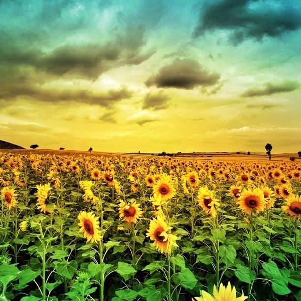 flower, beauty in nature, sky, freshness, growth, field, cloud - sky, yellow, nature, tranquil scene, sunset, plant, cloudy, scenics, fragility, tranquility, rural scene, landscape, cloud, flower head