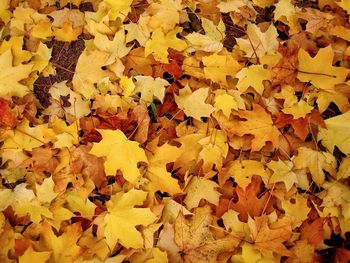 Close-up of yellow maple leaves