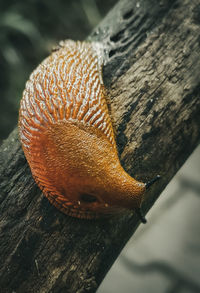 Close-up of a tree trunk