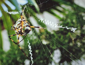 Close-up of spider on web