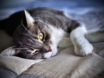 Close-up of cat resting on bed