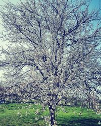 White flowers growing on tree