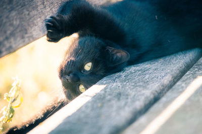Close-up portrait of cat