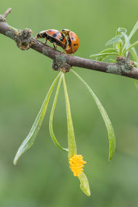 Close-up of insect on flower