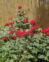 Close-up of red flowering plants