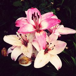 Close-up of pink flower