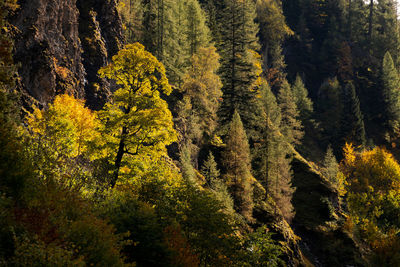 Pine trees in forest during autumn