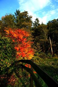 Trees growing on field during autumn