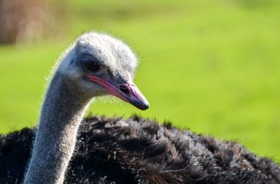 Close-up of a ostrich 