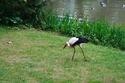 Bird on a grass