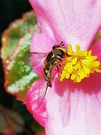 Close-up of bee on pink flower